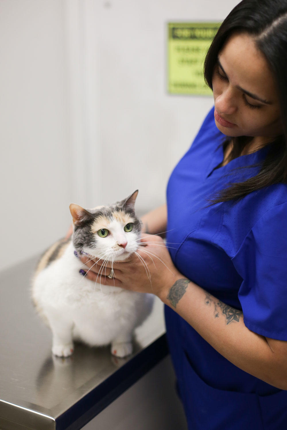 One of the first things you will notice at our hospital is that our doctors and technicians are trained to get a complete history of your pet’s condition before the actual hands-on exam. This systematic exam of your pet helps insure that no problem is overlooked, even those which you, the owner, may be unaware.