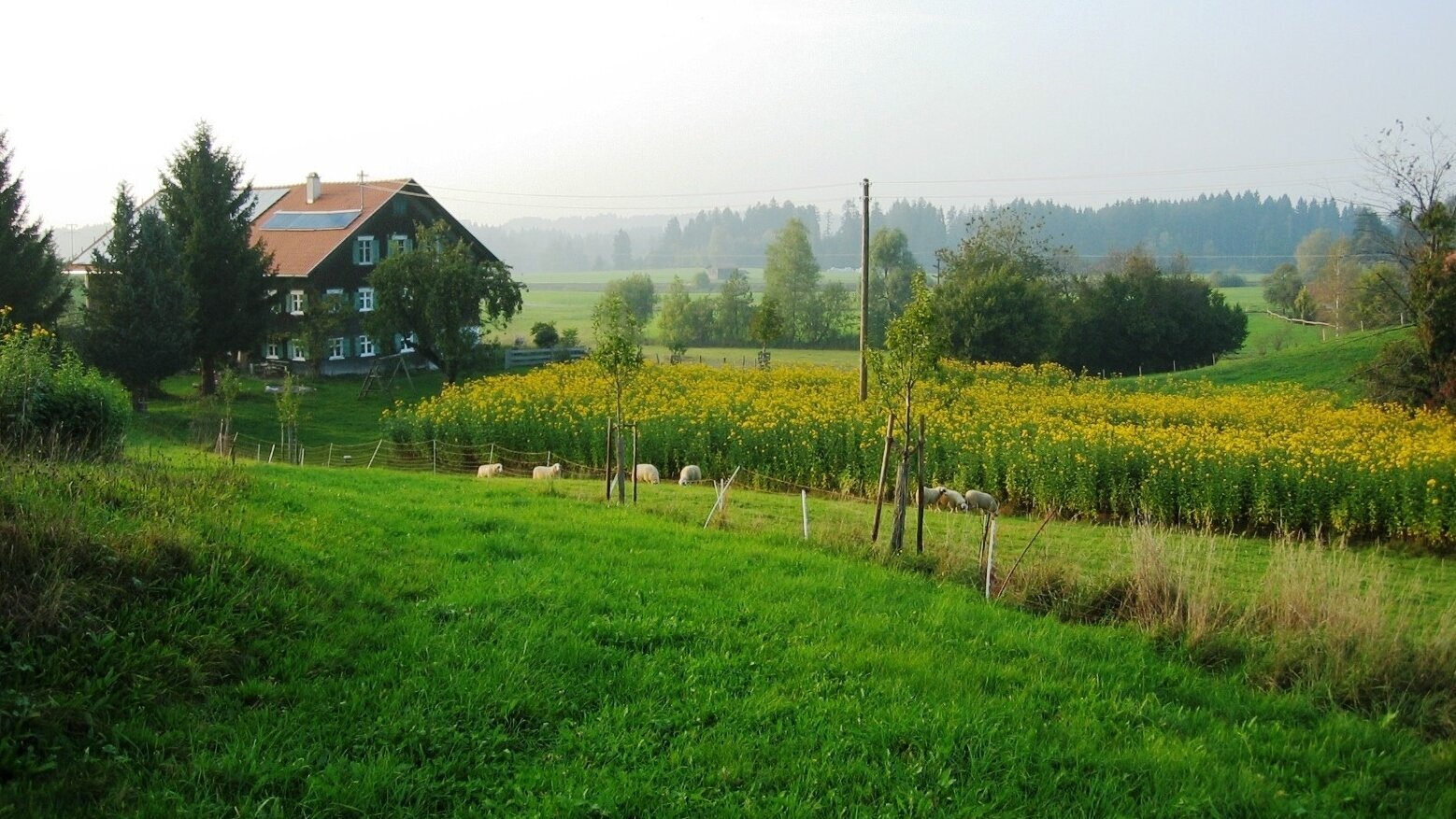 Die Topinambur Manufaktur in Heimenkirch - Logo