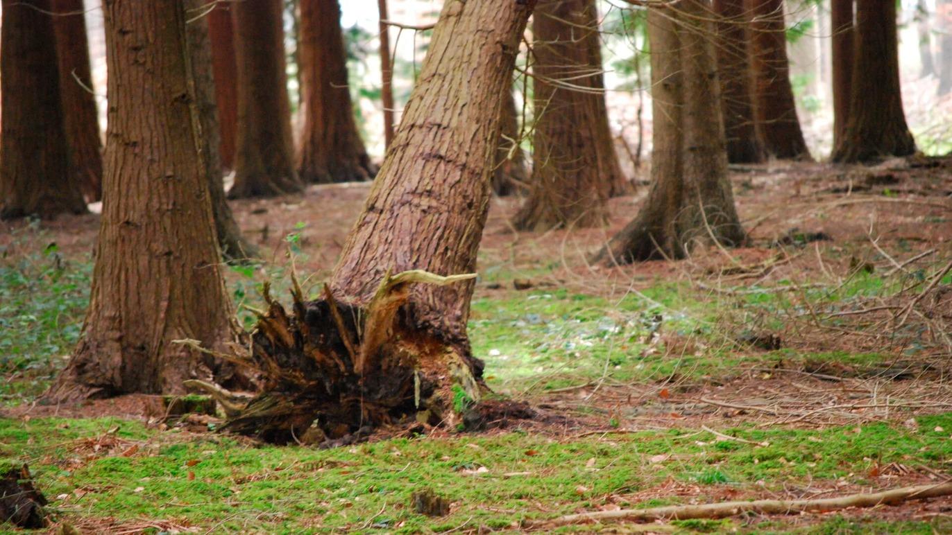 Images Kews Fotografering