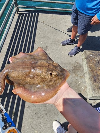 Images SoCal Eco Tours