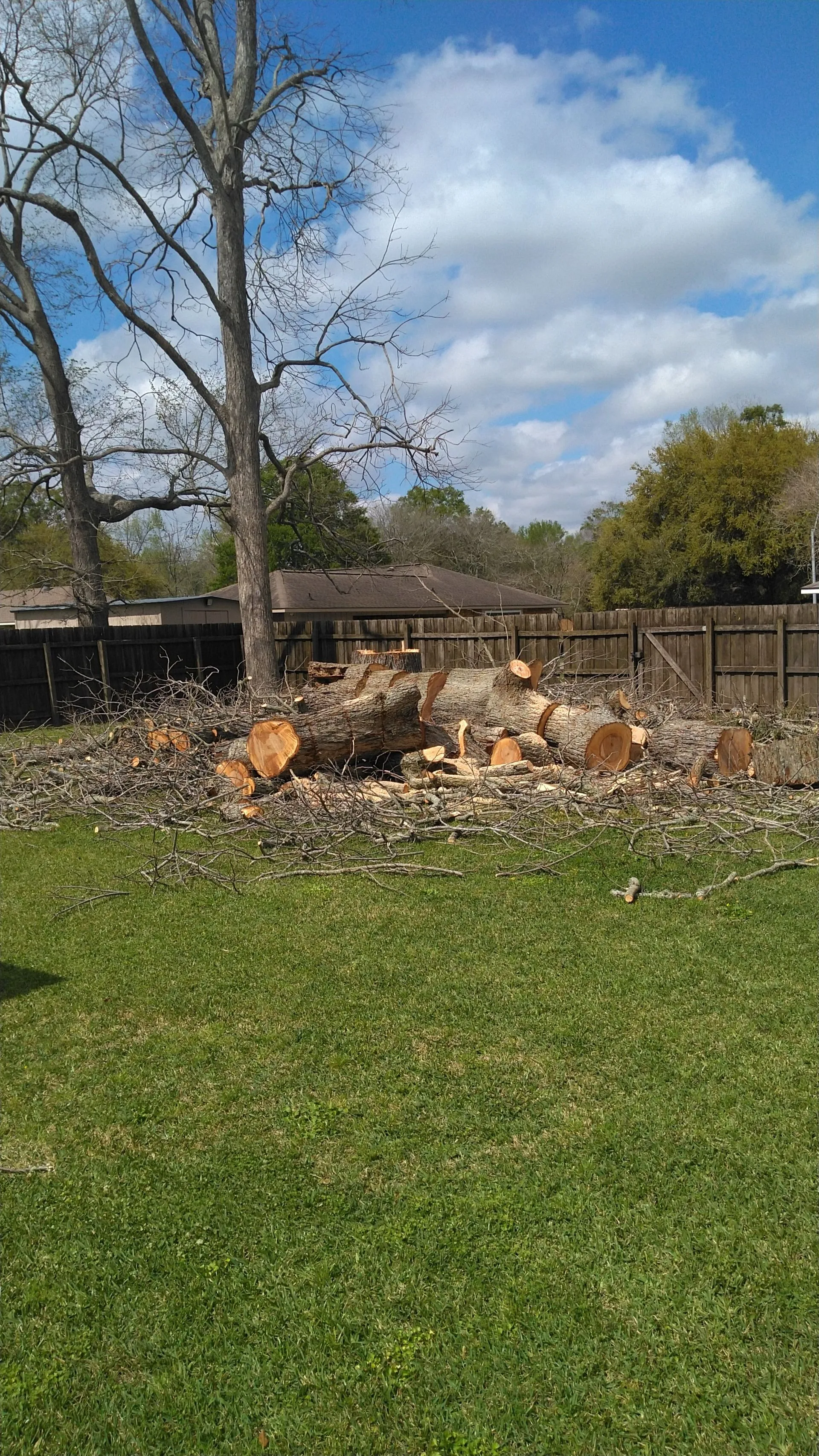 A large tree has been cut down, with logs and branches scattered on a grassy lawn near a wooden backyard fence.