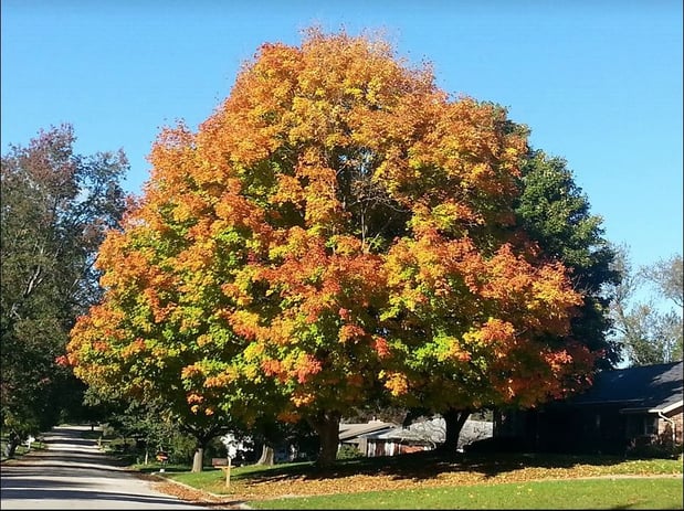 Images American Tree Care