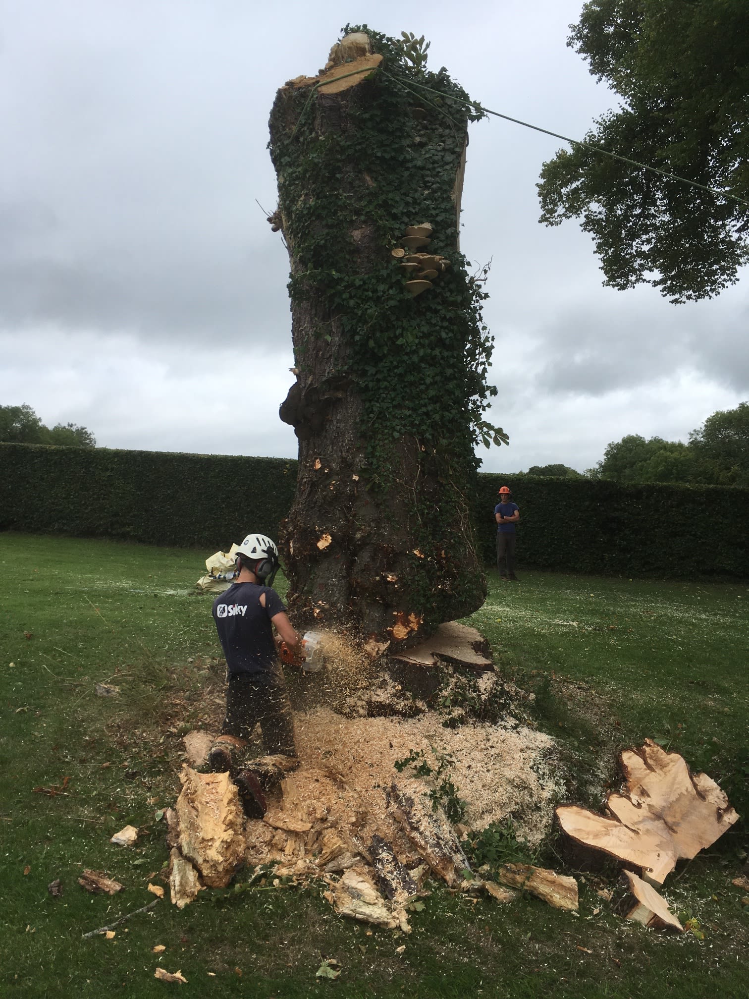 Images Greenway Tree Care Ltd