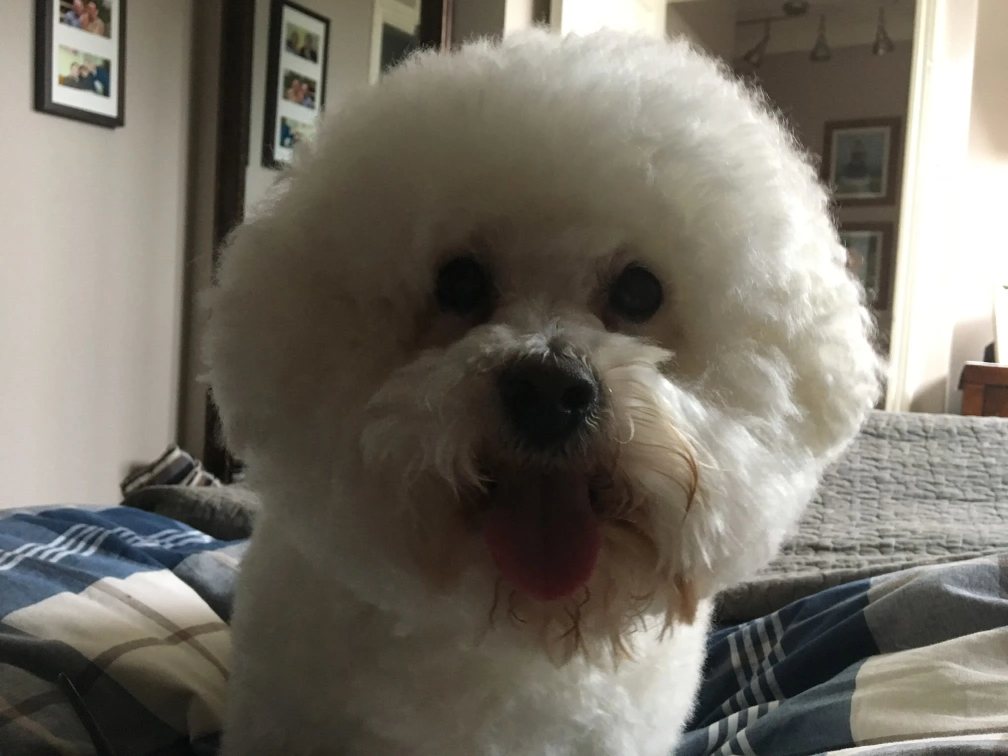 Images Your Dog Grooming Salon