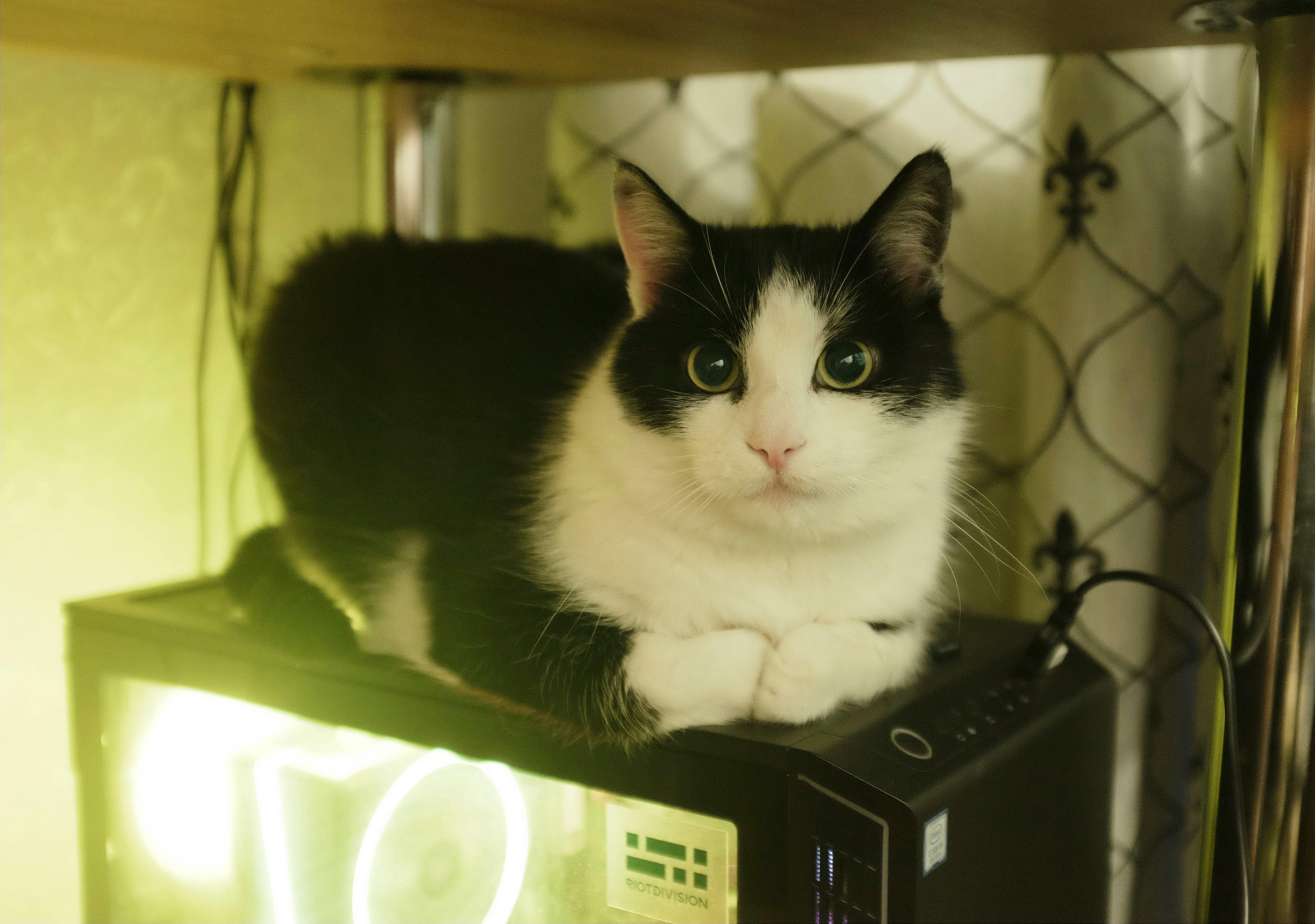 Cat Sitting on a computer