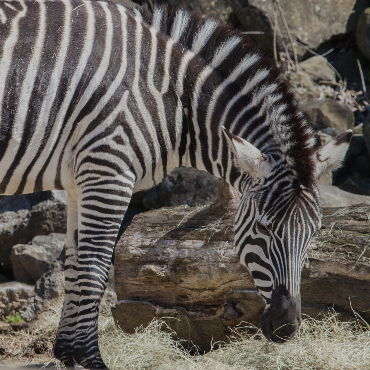 Memphis Zoo Photo