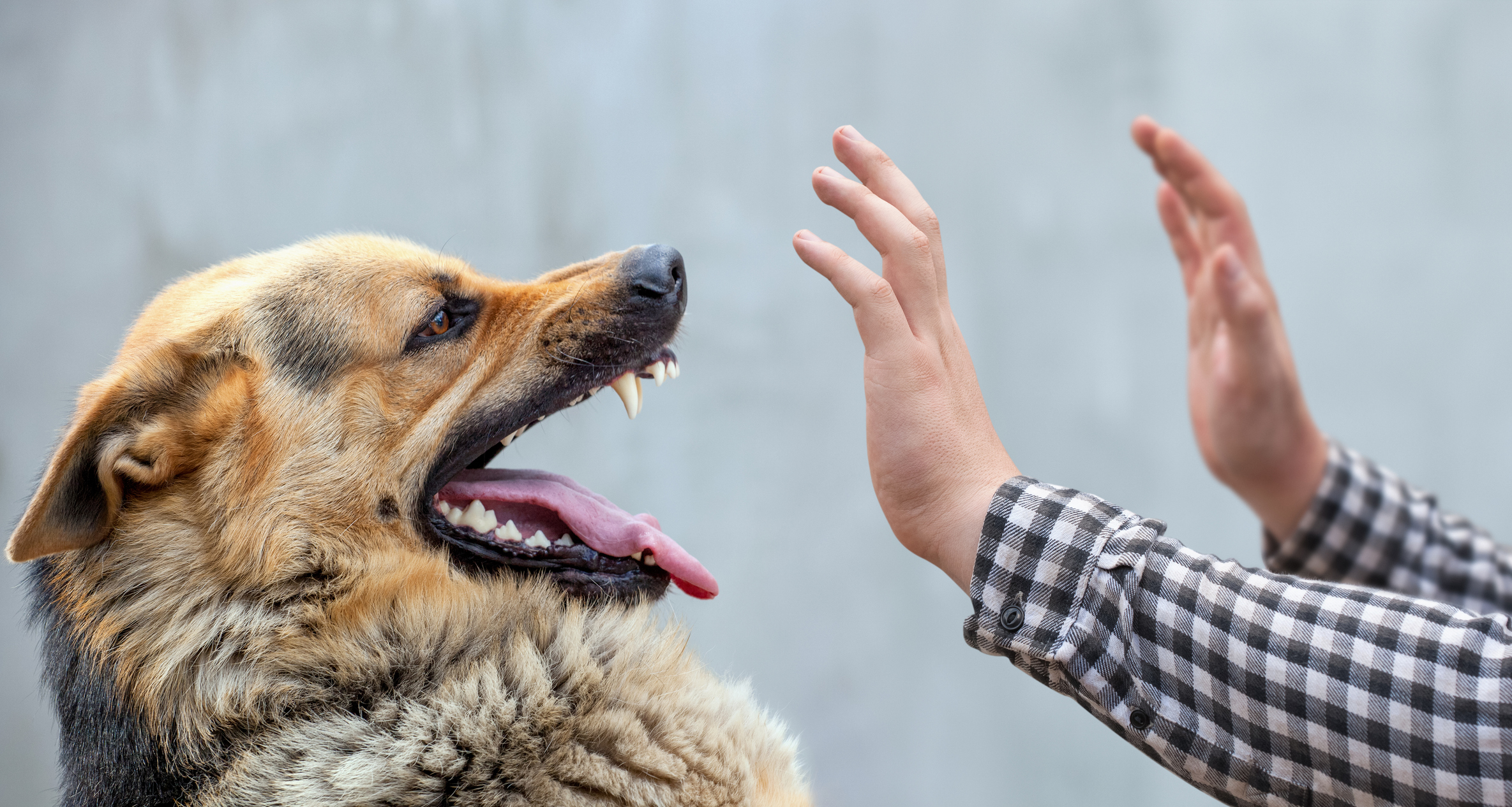 Dog Bite Injury Lawyer Riverside CA 92505