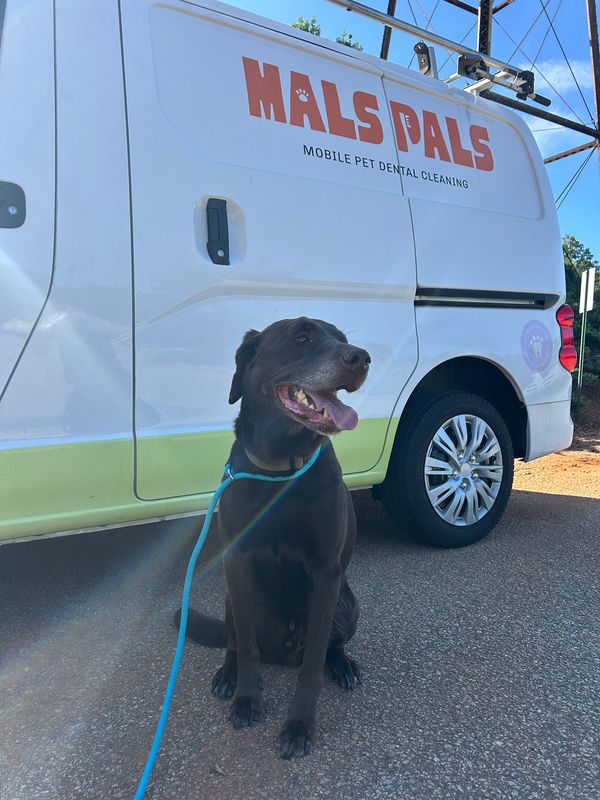 Images MalsPals Pet Dental Cleaning