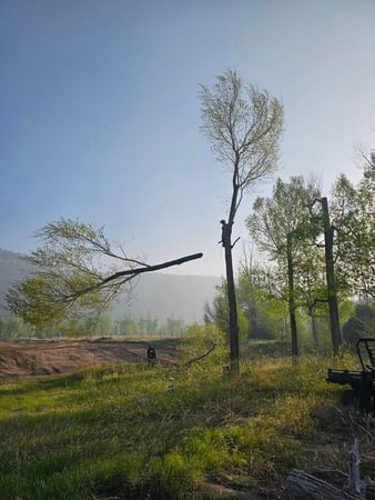 Images H & S Tree Care