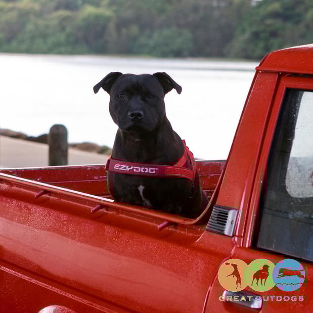 Images Great Outdogs