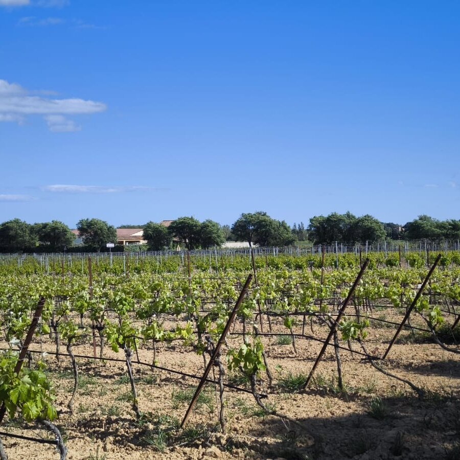 Images Domaine Croix la Pagèze