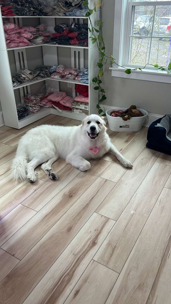 Pet accessories
