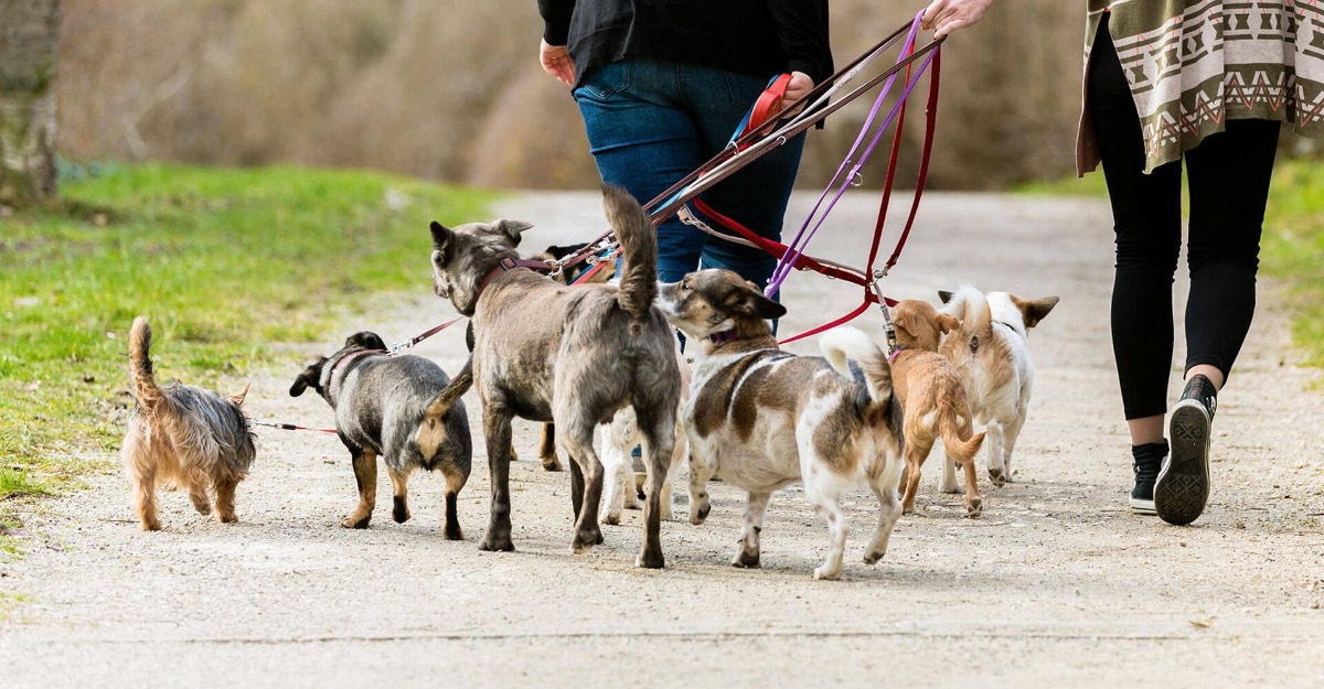Bilder Hundeschule Wauschlau