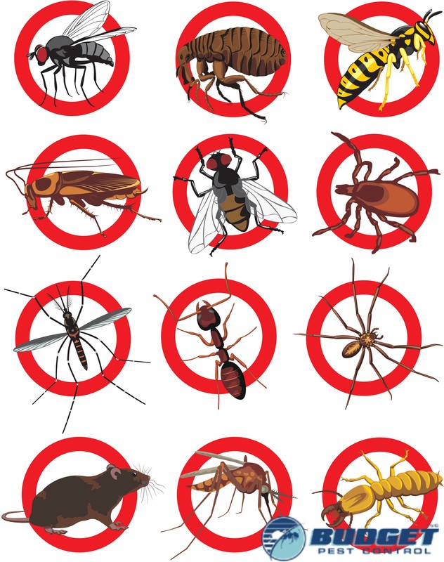 insect bug  rodent removal pest control exterminator services