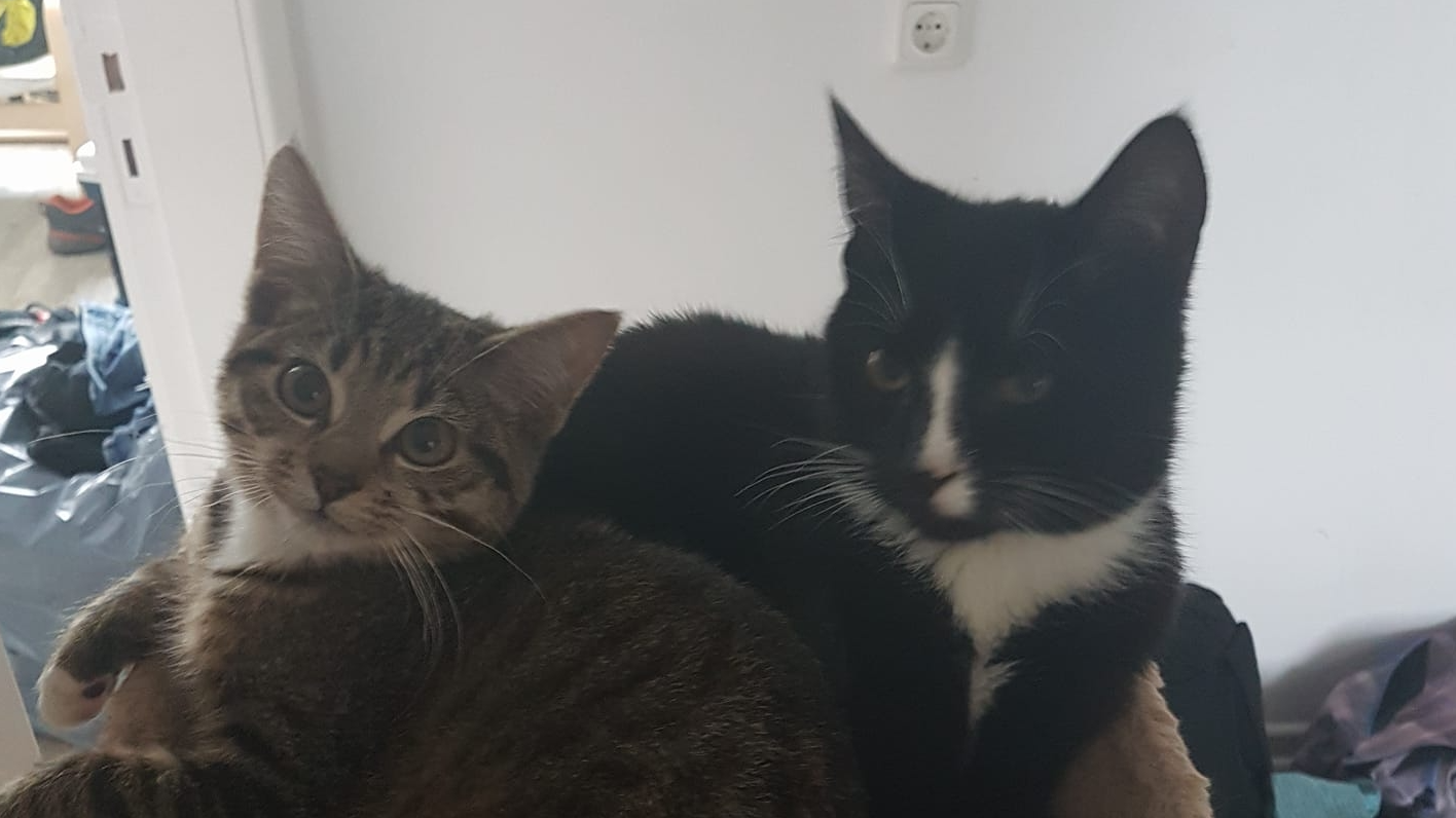 Fellnasen Katzenbetreuung in Pinneberg