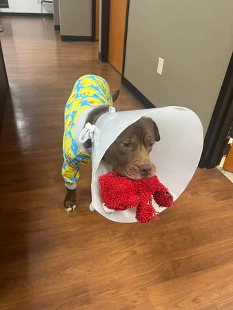 Images Rush Veterinary Urgent Care