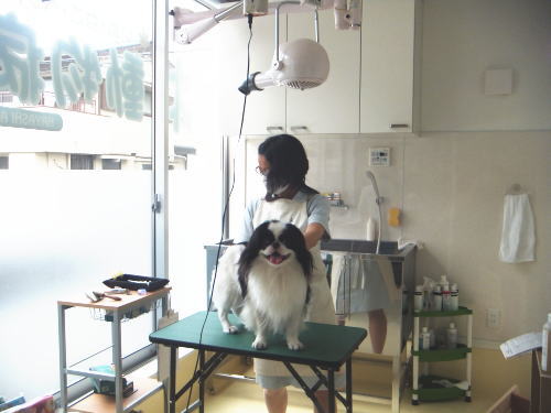 Images 林動物病院