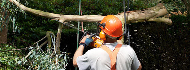 Images Bailey Tree Care