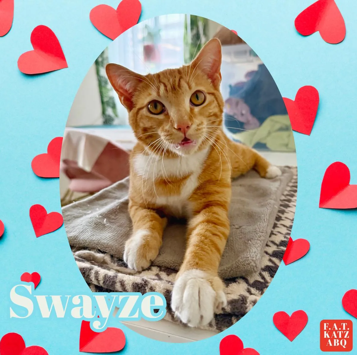 Image of Local Pet Event Adoption Day at Boofy's Kat Kastle Suites (Cutler store) Nearby