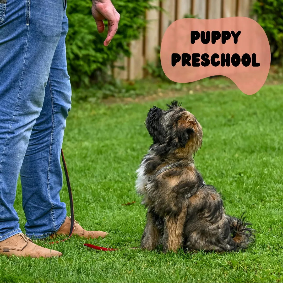 Image of Local Pet Event Dog Training Puppy Preschool (4 Week Course) Nearby