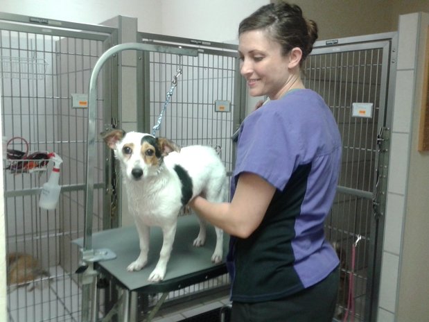 Images VCA Elliot Park Animal Hospital