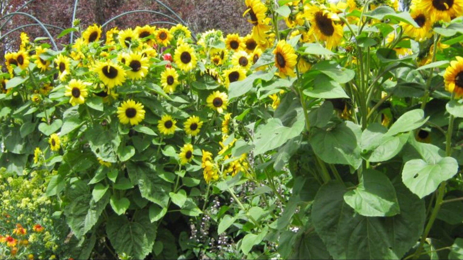 Images West Coast Funerals