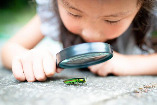 Images Paffy's Pest Control