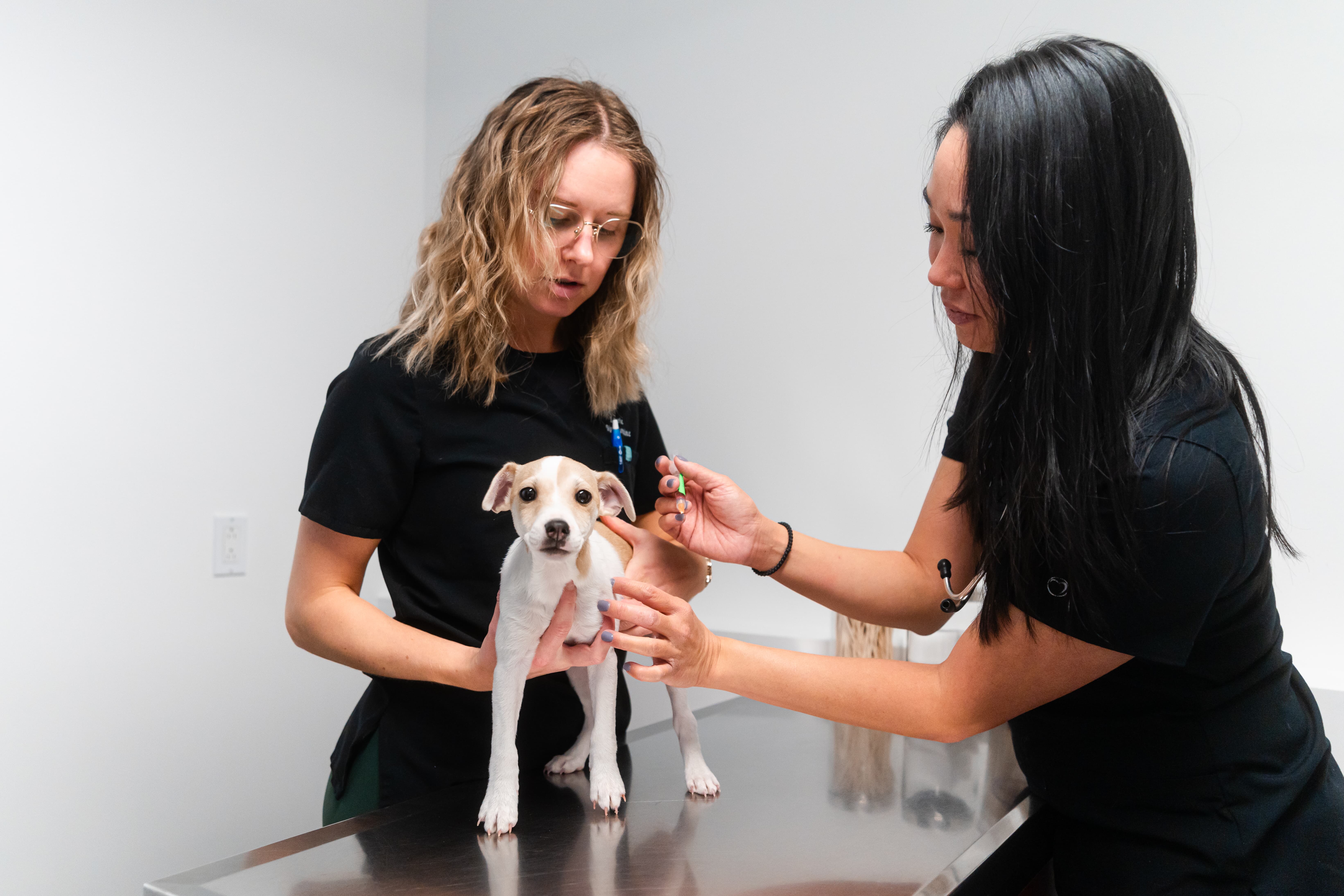 Images Clinique Vétérinaire Quartier Dix30