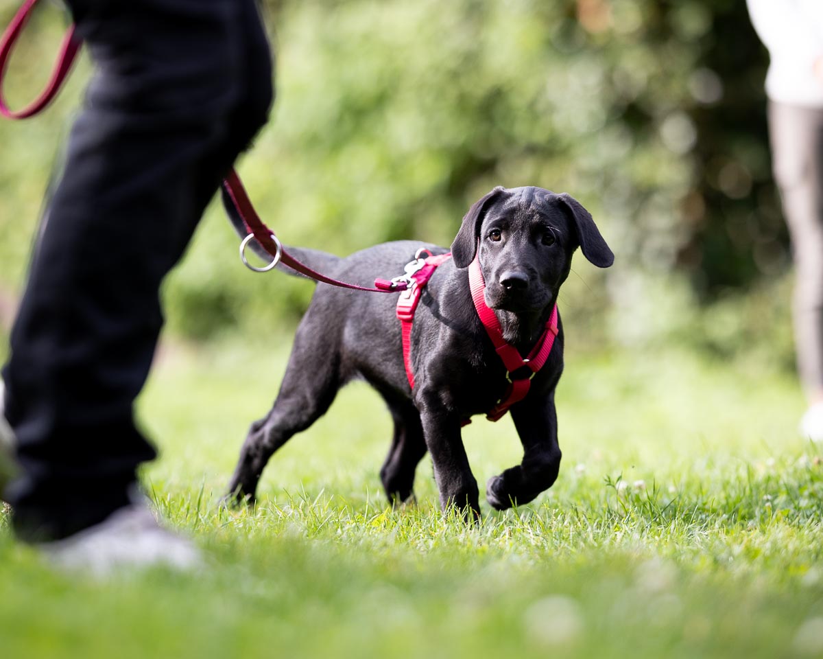 Hundeschule Canicompass, Gangesallee 29 in Schwalmtal