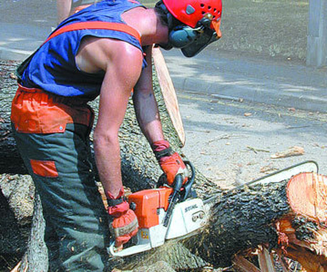 Images Thames Tree Services
