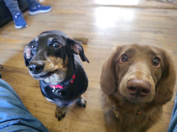 Images ABC's of Dog Training
