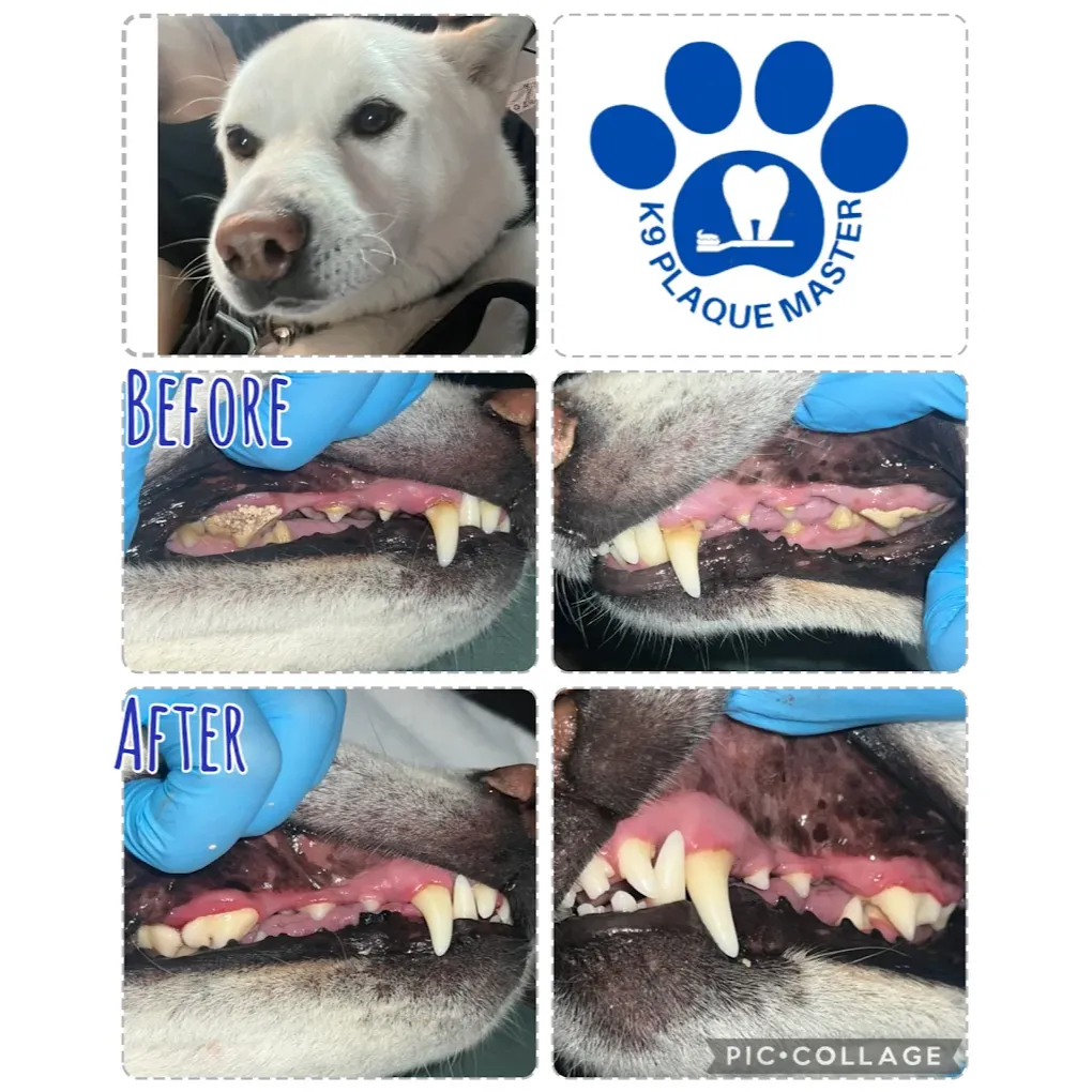 Images K9 Plaque Master Inc.