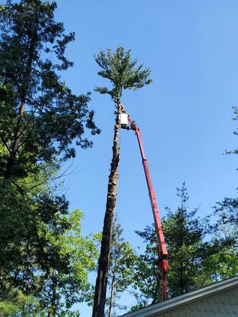 Images Mid State Tree Service & Arborist