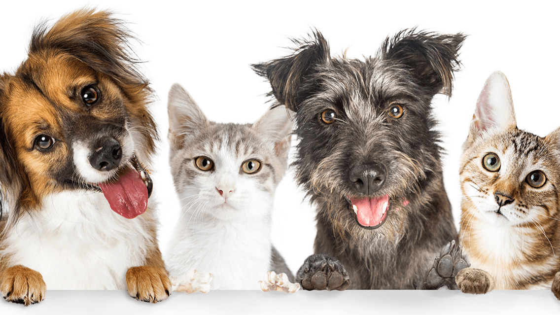 Images Sjöstadens Veterinär, AB