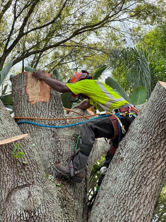 Images All Your Way Tree Service