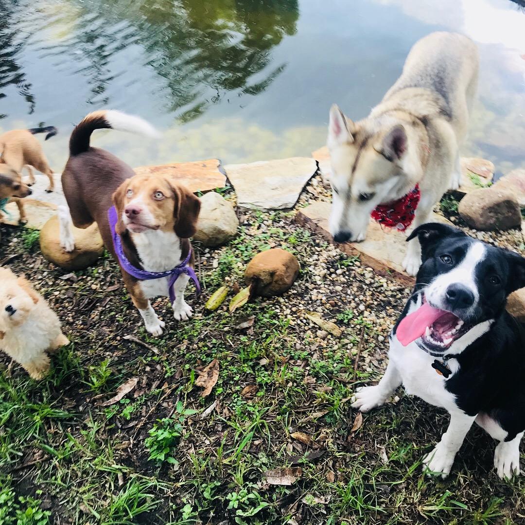 Cageless Dog Boarding