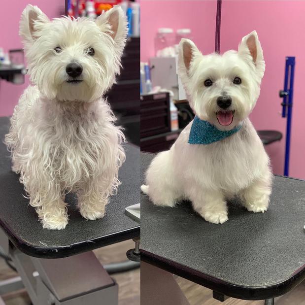 Images Woof Gang Bakery and Grooming Sugar Land