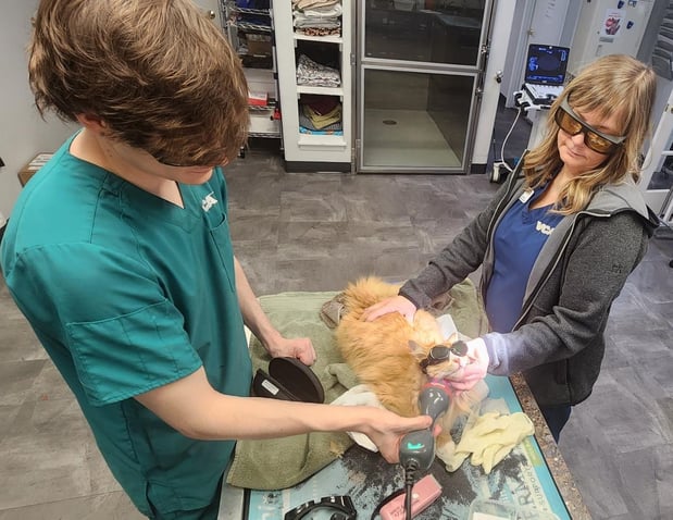 Images VCA Peone Pines Animal Hospital