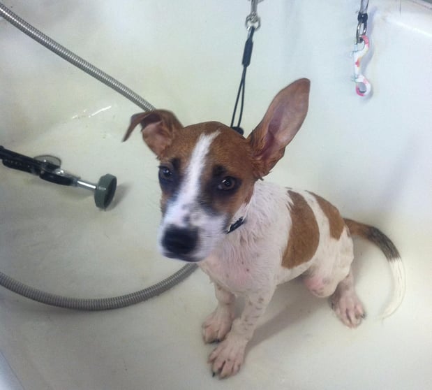 Images All Groomed Up