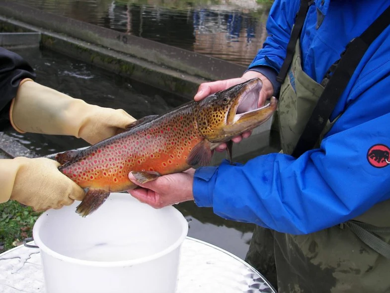 Bild 3 von Kärnten Fisch -  Fischzucht Feld am See GmbH