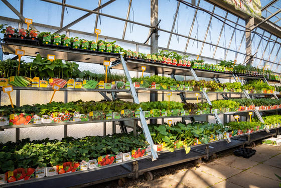 Images Azienda Agricola Florovivaista Toscogarden