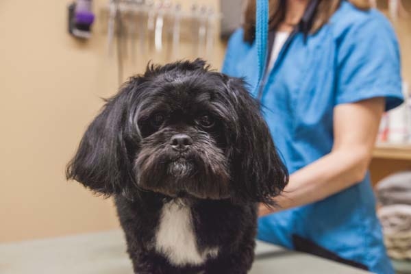 With 30 years of combined experience, Heritage Animal Hospital pet groomers are experts in dealing with different dog breeds and styles. Stop by and get your pet a haircut today!