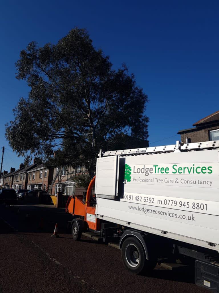 Lodge Tree Services Gateshead 01914 826392
