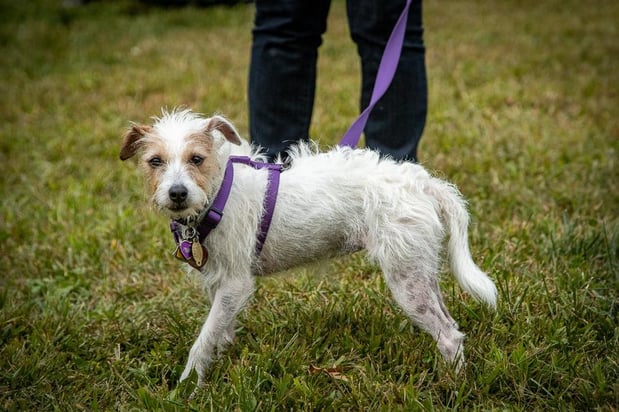 Images Wags & Whiskers Pet Sitting