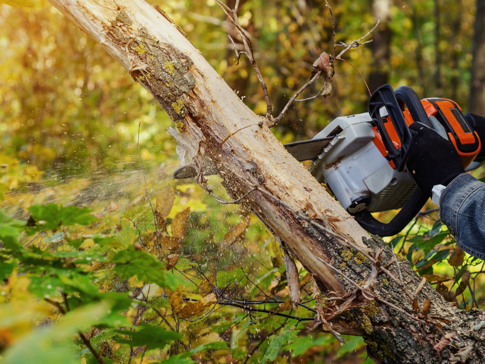 Pauls Tree Services Ltd