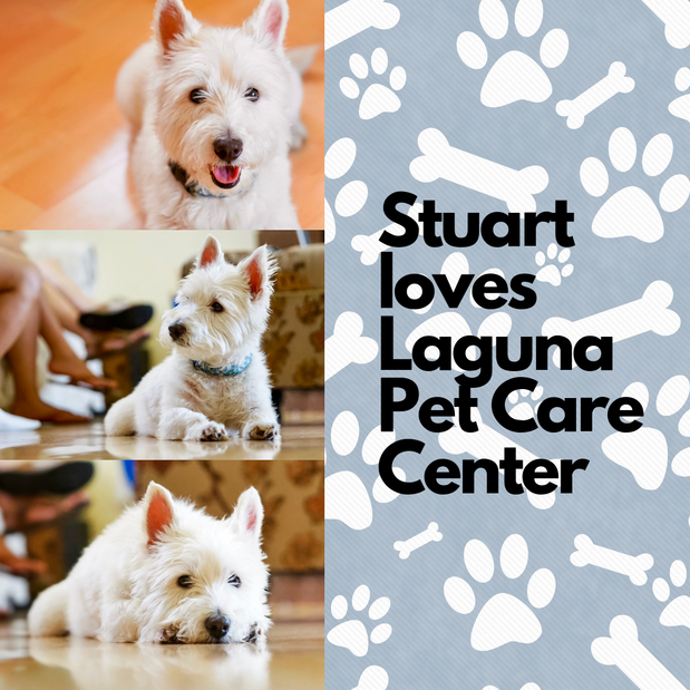 Images Laguna Pet Care Center