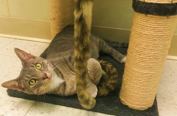 Images Best Friends Pet Hotel