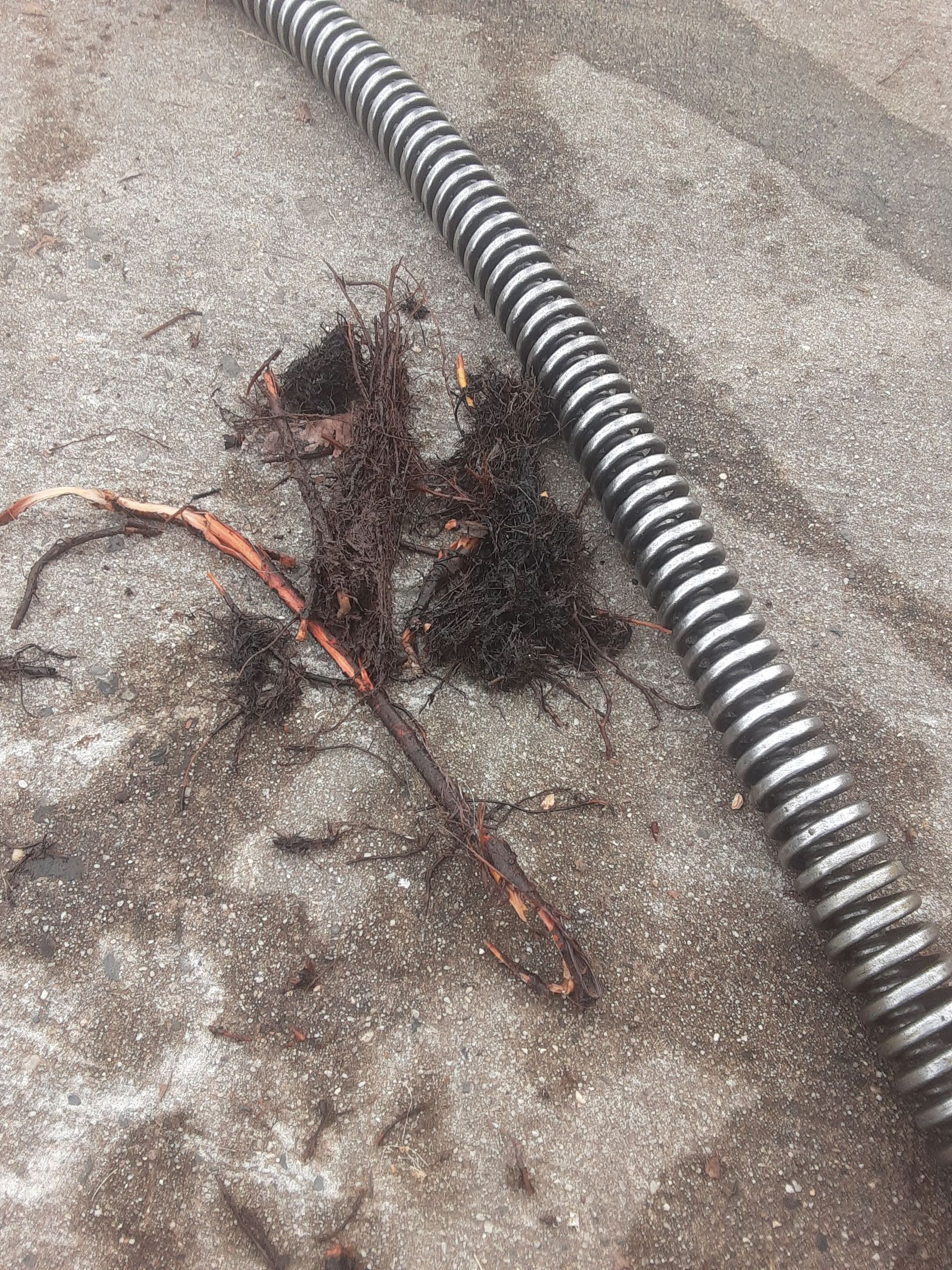 Drain auger resting on concrete surface with removed tree roots and debris beside it, highlighting severe root intrusion inside pipes and demonstrating effectiveness of professional drain cleaning and blockage removal service.