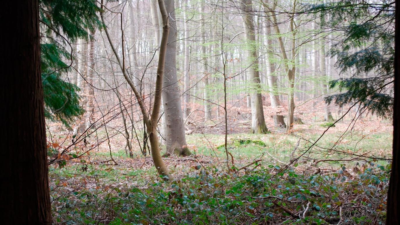 Images Kews Fotografering