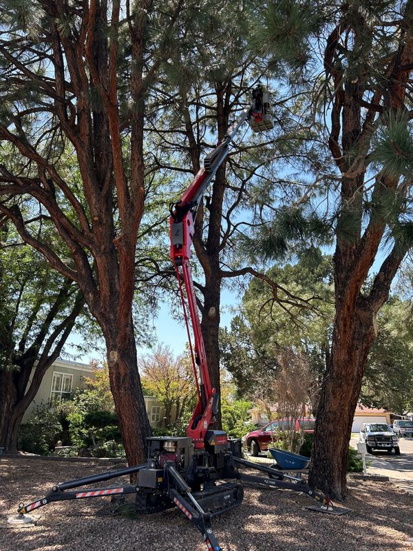 JC Tree Care Image